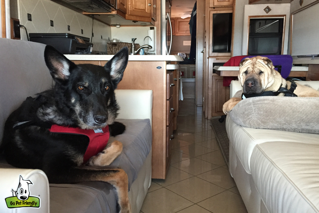 Dogs laying on couches in motorhome buckled in with safety harness.