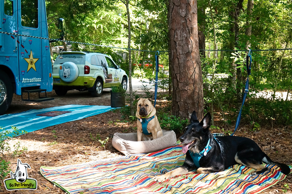 Two dogs at campsite outside motorhome attached to doggy zip lines. 